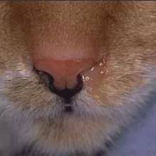 鼻炎复发季,警惕猫咪的慢性鼻窦炎