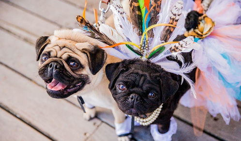2只巴哥犬相识7年 邀请350位宾客参加婚礼 现场甜skr人