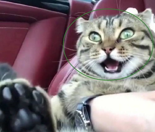 主人第一次带猫咪坐车出去玩,猫咪吓得脸都变形了,表情绝了