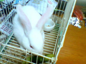 我养了一只可爱小白兔,谁来帮我想想喂它什么最好 让他活的久些 