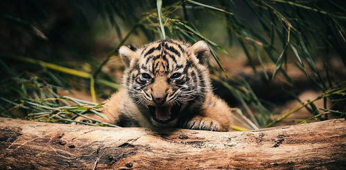 同样是猫科动物,为什么老虎是独居,而狮子却成群生活呢