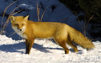狐狸在育成期的饲养管理技巧,狐狸不能干什么