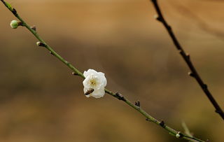 面 如桃花