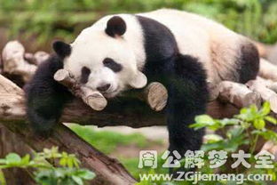 梦见和熊猫睡觉 梦到和熊猫睡觉是什么意思 周公解梦大全网 