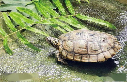 佛山永盛龟鳖 每年新增三个观赏龟品种