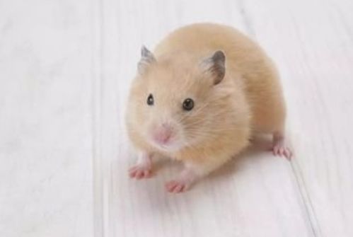 以下3个月份出生的肖鼠人,命中注定是 发财鼠 ,旺家旺子女