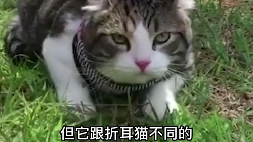 猫咪耳朵冷知识,你知道猫耳朵能反应出很多问题吗 