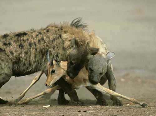 这种动物人送外号 非洲二哥 ,不强壮,却致命,直接对刚狮子 