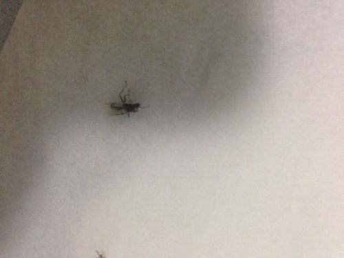 家里出现了像蚂蚁的飞虫,带有翅膀,是什么虫 应该怎么灭除 
