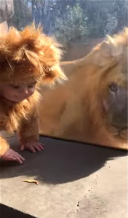 装狮子小宝宝去动物园玩 狮子秒靠近 眼神有爱 还玩击掌