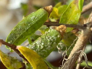 石榴绿盲蝽危害症状及防治方法,石榴盆景叶子卷曲发焦