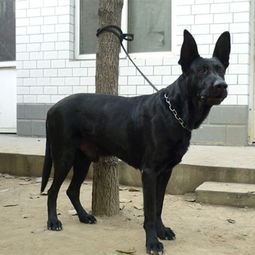 昭通纯种黑狼犬幼犬多少钱黑狼犬怎么训练不胆小黑狼犬趴蹄怎么回事 