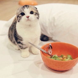 猫为什么不能吃淀粉(猫为什么不能吃淀粉香肠)