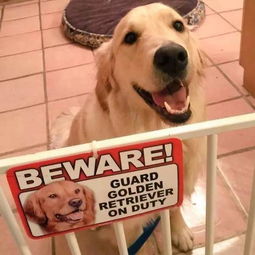 告示牌上写着内有恶犬请勿进入,可这 