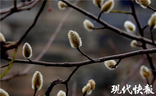 立春将至,南京城里柳芽迎春