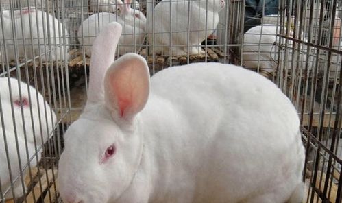 兔子几个月可以繁殖 兔子配种的方法
