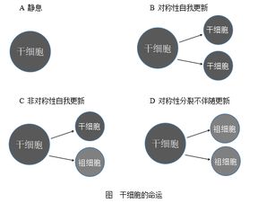 干细胞的命运及影响因素