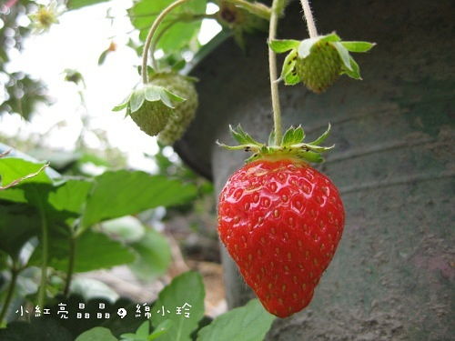 草莓章 花现幸福 