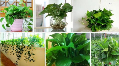 办公桌养什么植物好 15款适合办公室的绿色小盆栽