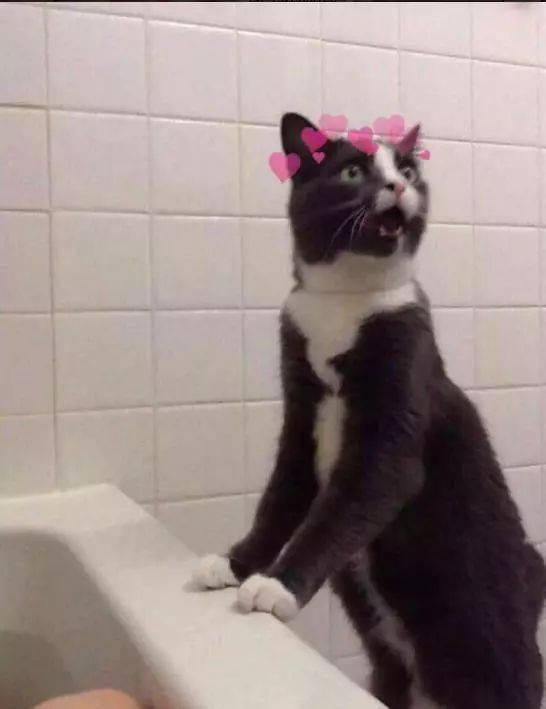 黑白猫以为主人掉浴缸淹死了,哈哈,黑白猫最后瞪眼张嘴的表情亮瞎了