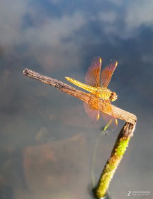 蜻蜓点水