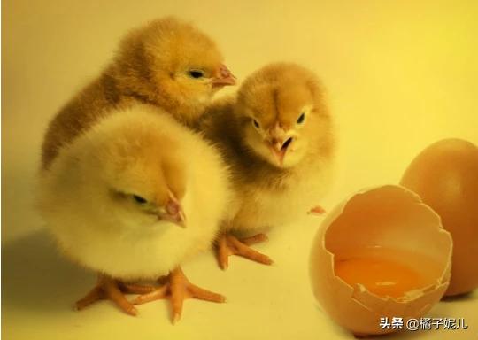 chicken可数吗 chick和chicken什么区别