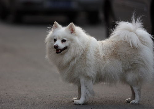 想养一只纯白色的小型宠物狗,请帮我推荐一下 