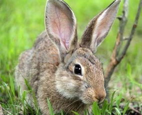 农民养的家兔和野兔有什么区别,看完这篇文章就知道了