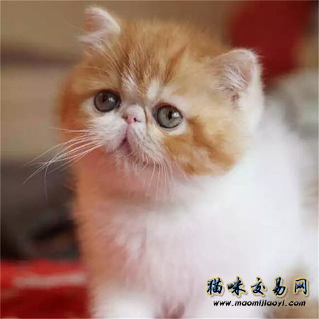 猫咪品种之波斯猫与加菲猫,哪个是你喜爱的呢