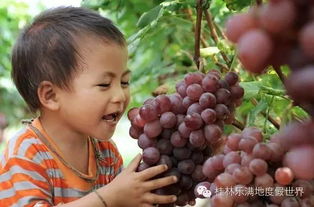中国南方 广西兴安第九届葡萄节来咯 主题乐园门票全民半价