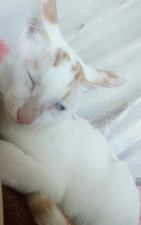 我家猫咪一只眼睛闭眼的时候闭不上,整个眼睛被白膜遮住,眼睛发红,明显受伤的眼睛比正常的眼睛大怎么办 