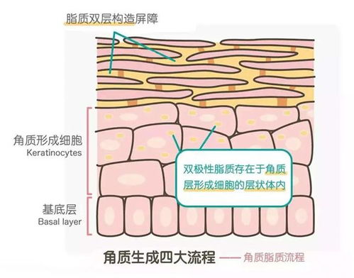 人体探秘 为什么洗完澡手指是皱的,怎么回事