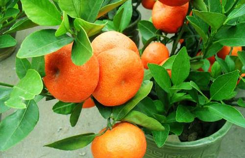 橘子树是什么植物,桔子树是嫁接什么树上