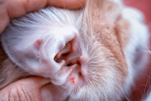 每日养猫 猫咪耳朵有耳螨怎么办