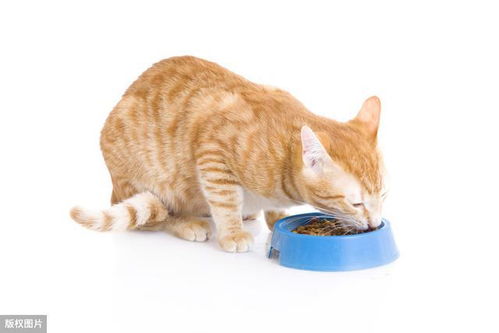 猫粮自助vs定量供应,猫的胃更适合少食多餐