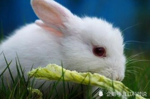 1963年卯兔一生宿命 简直不太一般 家里有属兔的速看