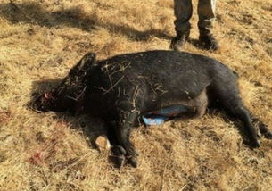 夫妇俩捕捉了一头野猪,没想到的是剖开肚子后竟然发现蓝色的脂肪