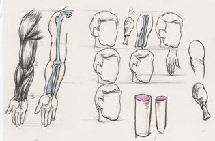 超强干货丨速写局部之上肢的刻画