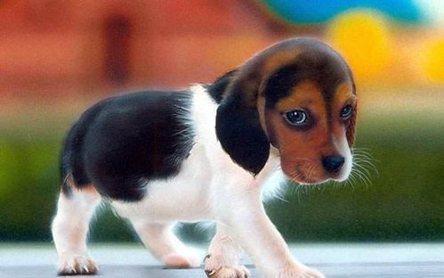 世界上最受欢迎的狗,比格犬上榜,是史努比的原型