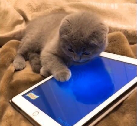 小猫咪爱吃鱼,看到手机里的鱼都忍不住下手了,心都要被它萌化了