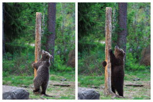 芬兰小熊学爬树似跳 钢管舞 
