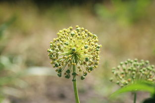 养鱼水用于水培蔬菜种植（水培蔬菜养