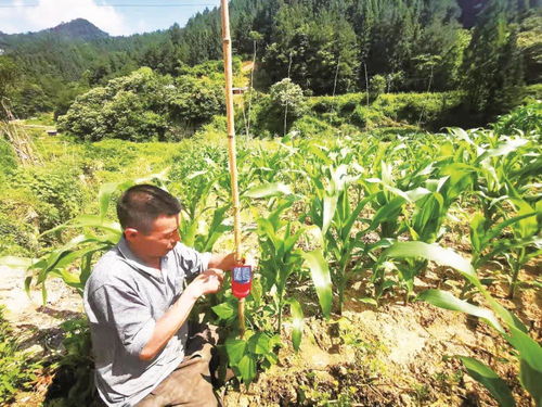 二师兄 下山 包谷地遭殃