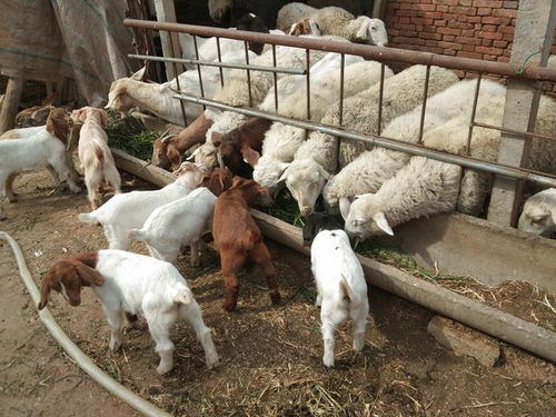 农村圈养羊能赚到钱的两个前提,十年养羊经验总结