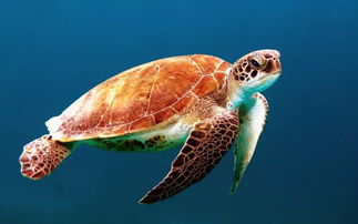 下半年招募 斯里兰卡 海龟保育,开启人生新体验