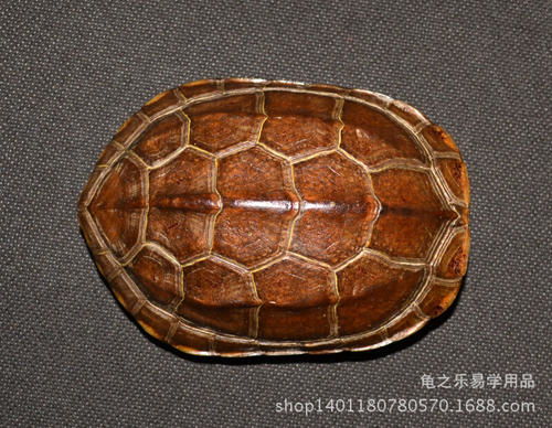 卜卦用的龟壳是什么龟 占卜的龟壳什么品种最好 