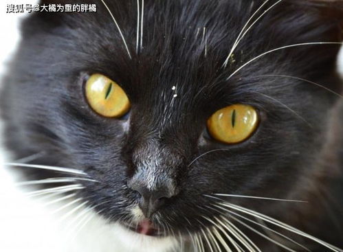 猫咪总爱挠眼睛 很可能跟结膜炎有关,这时眼药水和耻辱圈管用了