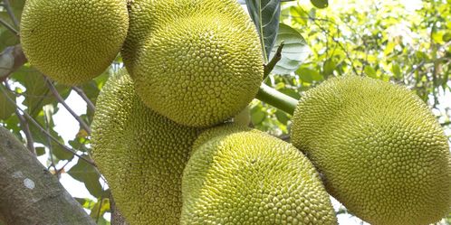 菠萝蜜种植方法,泰国菠萝蜜种植技术？