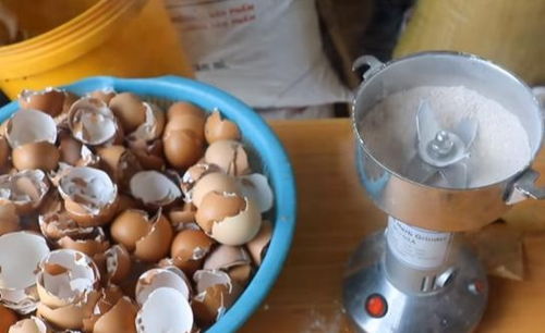 鸡蛋壳 鸡蛋托就能种花种菜,这么好的东西扔了就是浪费