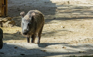 野猪咬伤女高中生屁股 随后被电车撞死